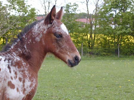 Ouba bouba/Prancer Poulain%207