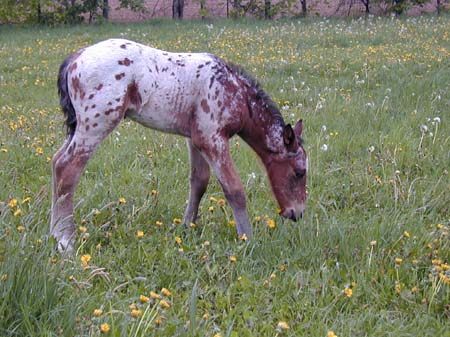 Ouba bouba/Prancer Poulain%20dom%201