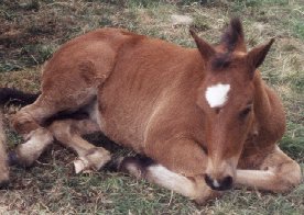 Poulinière First Lady Pou9