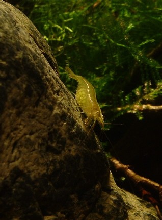 connaissez vous les babaulti green Caridina%20ceylanica%20001