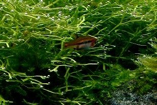 mon petit aquarium - Page 2 Rasboras%20brigittae