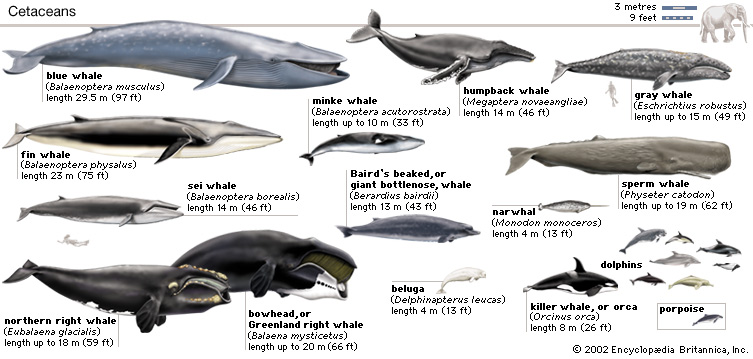 هل تعلم ان الحيتان تقطع  8500 كيلو متر عبر المحيطات من اجل الزواج Image