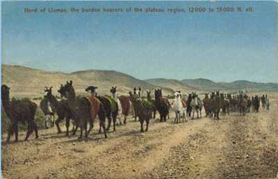 What Would You Do If _____? Pc-1910-bolivia-herd