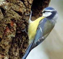 Louange à Dieu dans sa nature Mesange.bleue