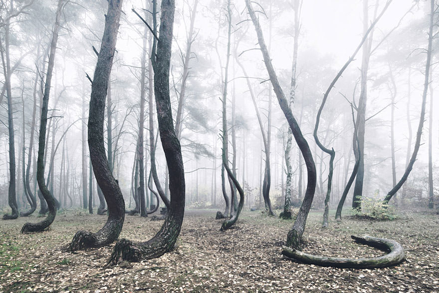 La mystérieuse forêt aux 400 arbres tordus 325