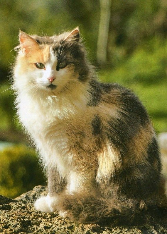 Citations et photos de chats 02a15922