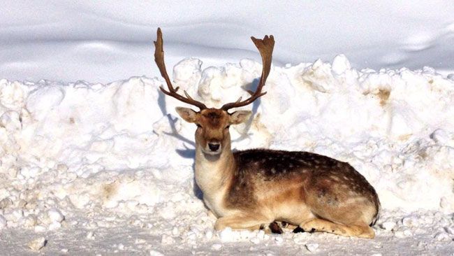 Les animaux sous la neige 3 (avec citations) 20140211-073945-g