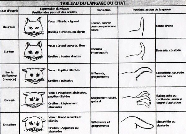 chat - Histoire de chats!!!La prolifération du chat,langage,prière 2fe0dcfc