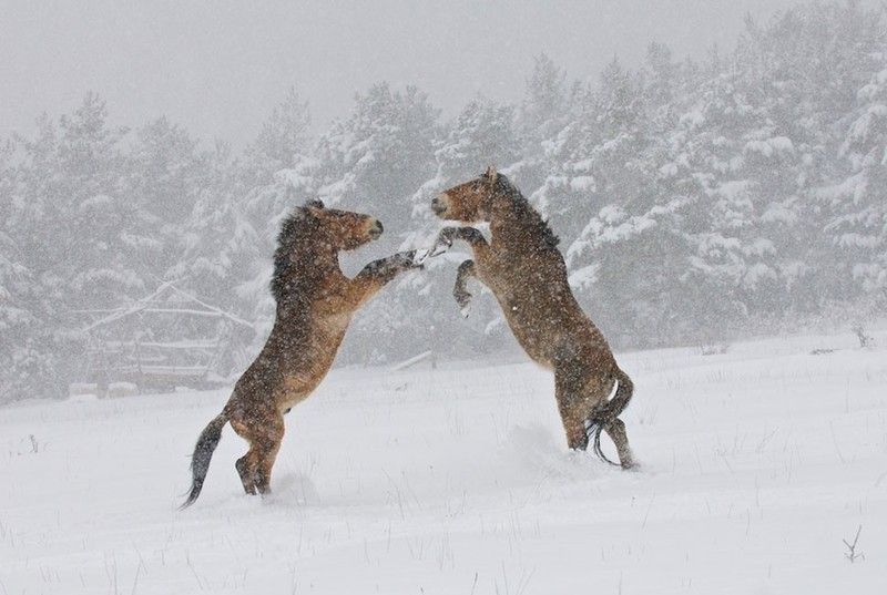 Les animaux sous la neige 3 (avec citations) 505139-jpg_345947