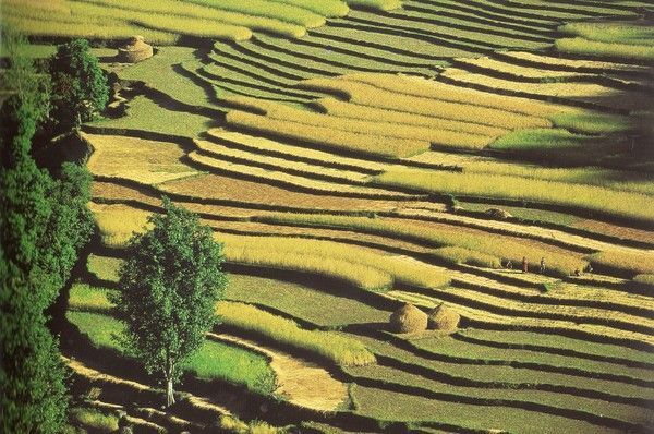 NÉPAL. RÉGION DU PAHAR. RIZIÈRES AU SUD DE POKHARA 8bf41b46