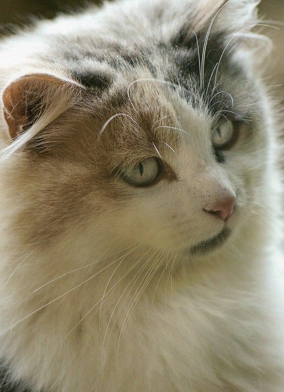 Citations et photos de chats 94bcb75c