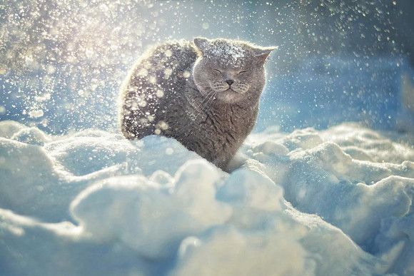 Les animaux sous la neige 1(avec citations) Chat