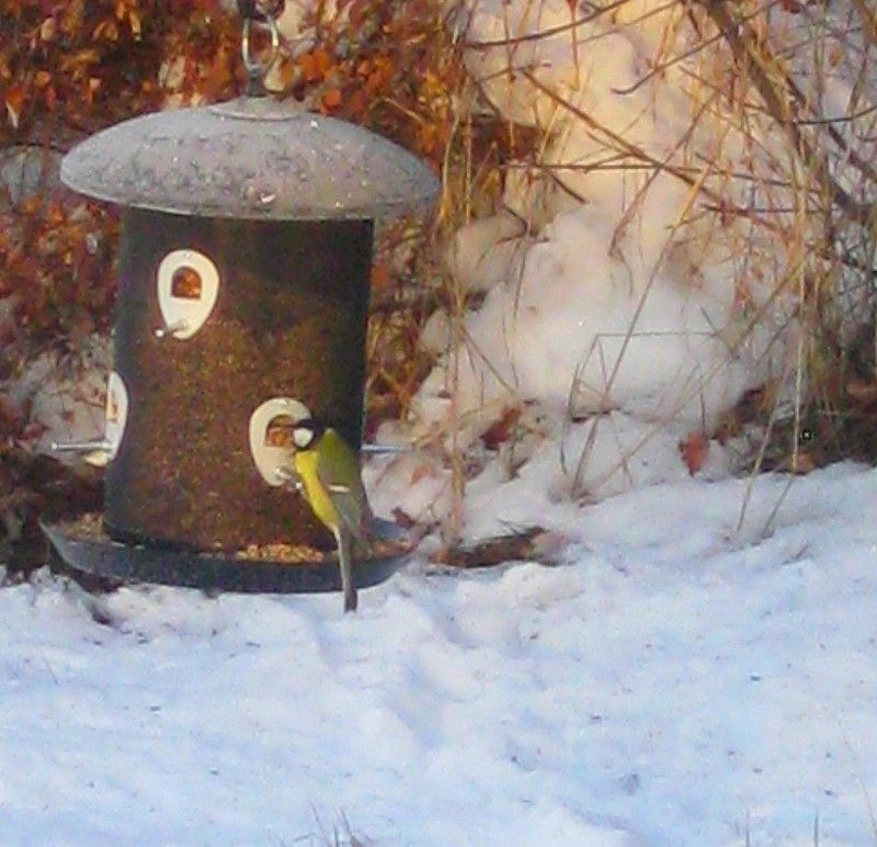 Nourrir les oiseaux l'hiver + citations IMG_1559