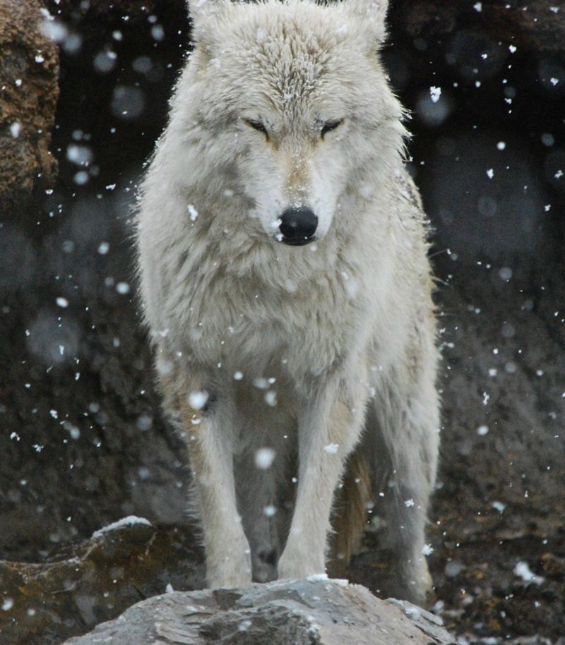 Les animaux sous la neige 3 (avec citations) Loup-Solitaire-Carollyn-Churchill
