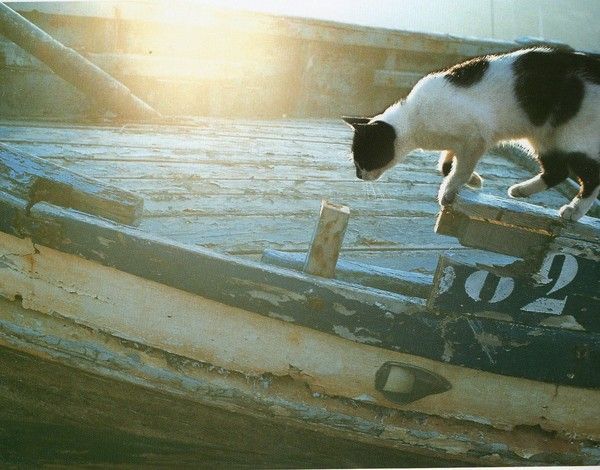 Poèmes sur les chats(Boileau, La Fontaine, Carême, Renard,Baudelaire....) Bf936a6c