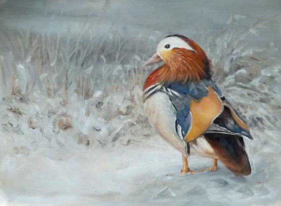 Les animaux sous la neige(photos et textes....) Canard-mandarin