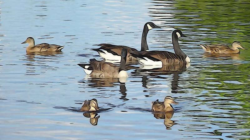 Citations sur des photos de Leo Gobeil(animaux) Canards