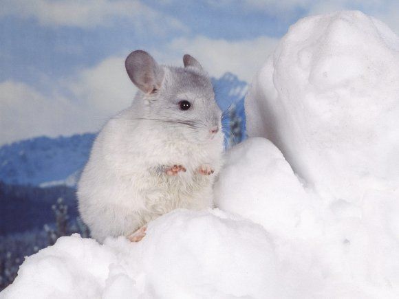 Les animaux sous la neige 3 (avec citations) Chinchilla-dans-la-neige_w580_h435