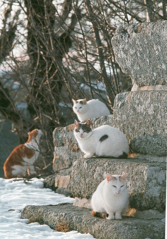 Citations et photos de chats Ddbf0dcd