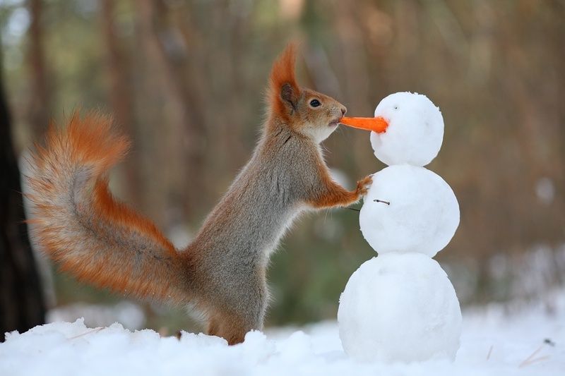 CITATIONS ET PHOTOS D'ANIMAUX Ecureuil11