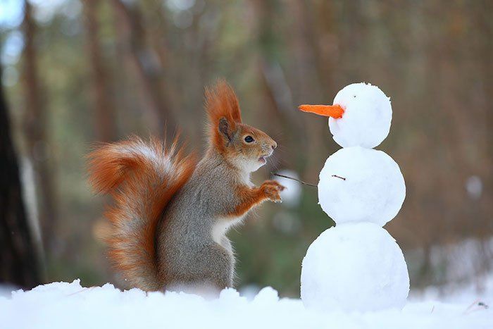 CITATIONS ET PHOTOS D'ANIMAUX Ecureuil5