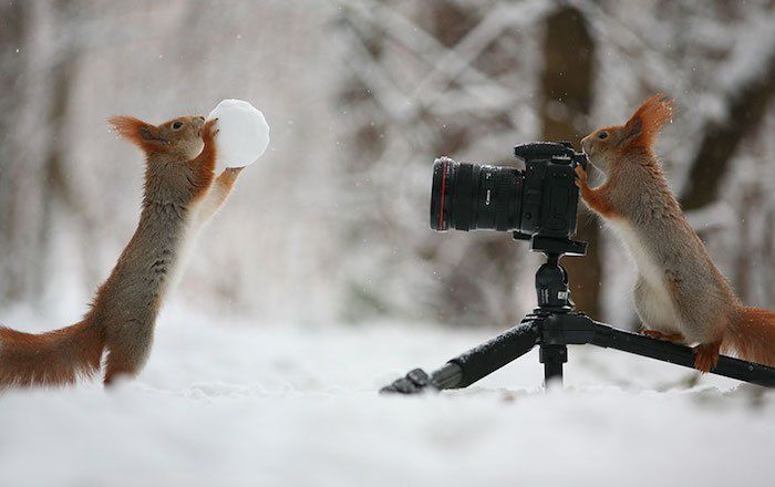 CITATIONS ET PHOTOS D'ANIMAUX Ecureuil6