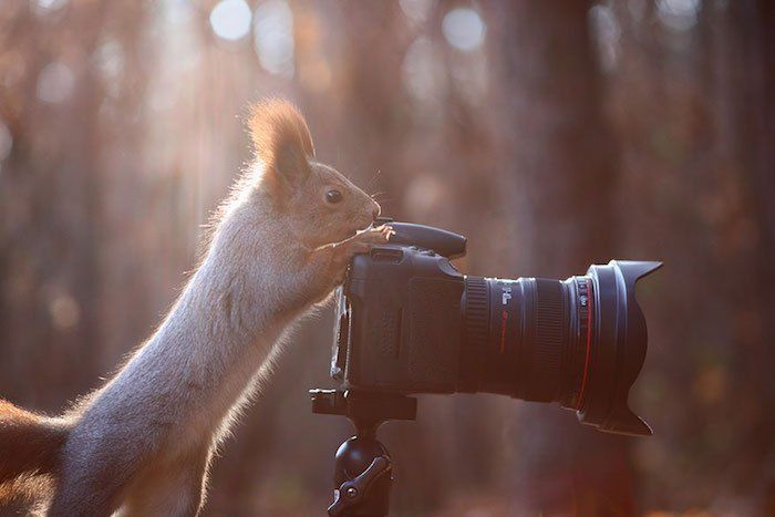 CITATIONS ET PHOTOS D'ANIMAUX Ecureuil7