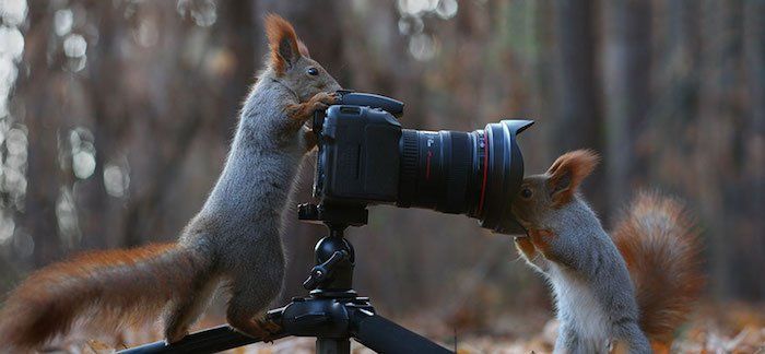 CITATIONS ET PHOTOS D'ANIMAUX Ecureuil8