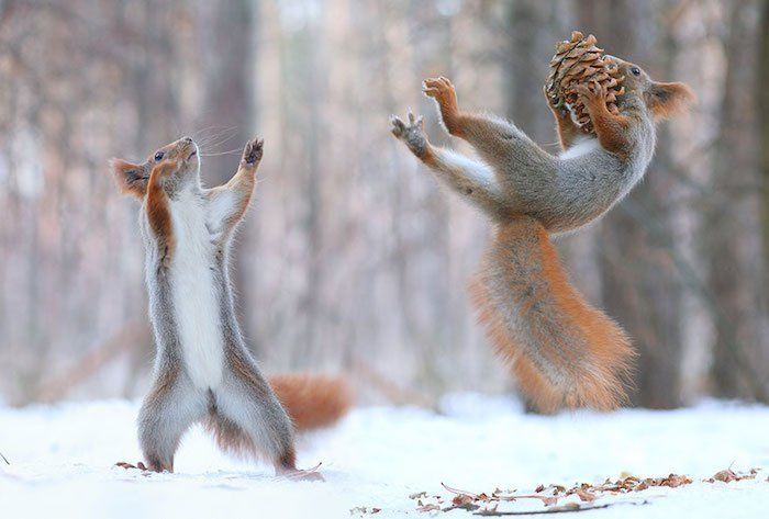 CITATIONS ET PHOTOS D'ANIMAUX Ecureuil9