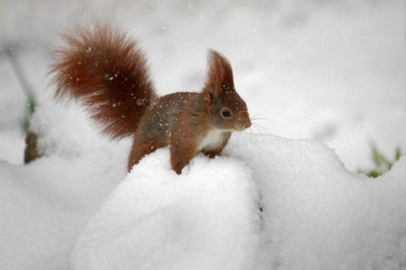 Les animaux sous la neige(photos et textes....) Ecureuilds-neige