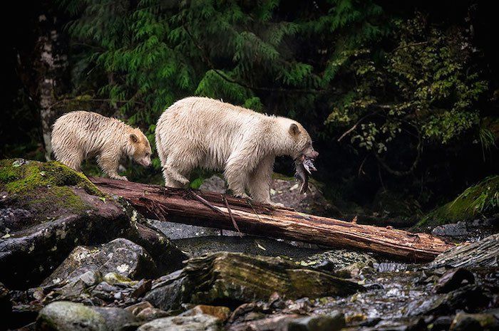 SONY WORLD PHOTOGRAPHY AWARD superbes photos d'animaux Le-diner