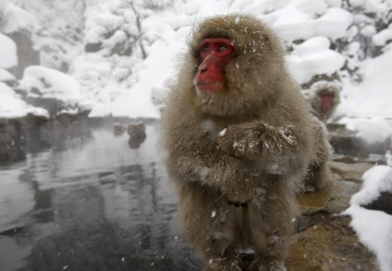 Les animaux sous la neige(photos et textes....) Neigesing