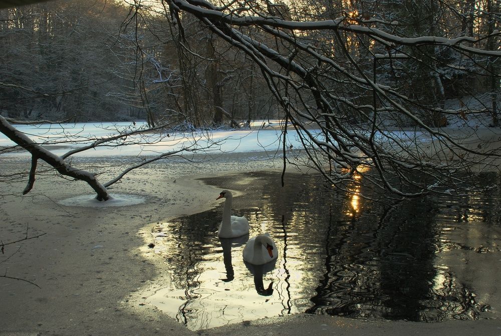 Michel Pépé Le Lac des Anges(vidéo + photo) 01f68e02