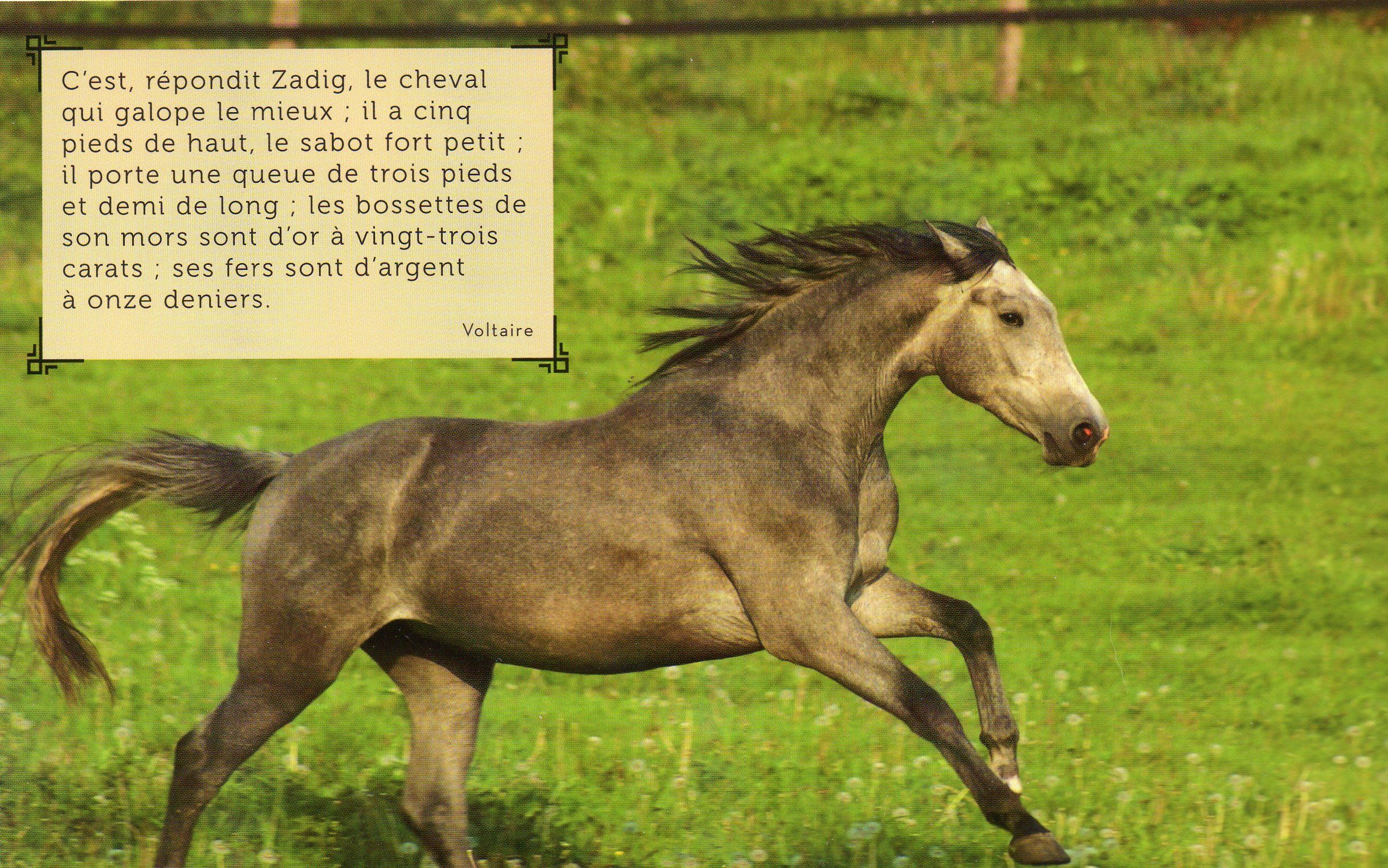 Citations avec chevaux 0d91b69a