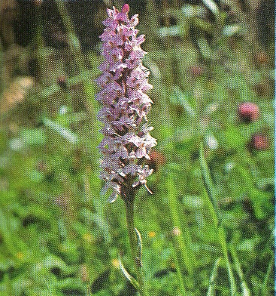 ORCHIS TACHETE (fleur,description,photos...) 20a27572