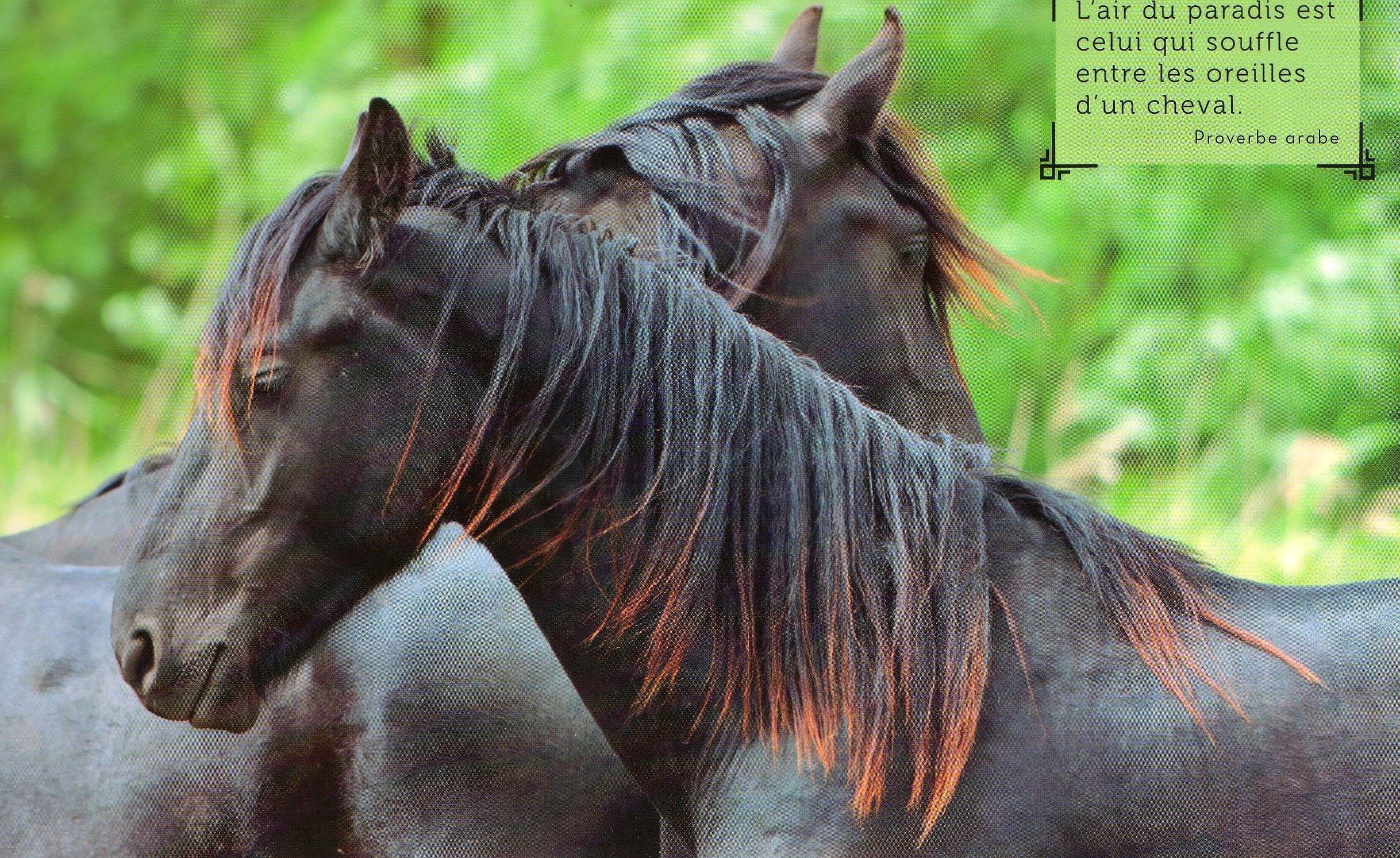 Citations avec chevaux 3d5b44bf