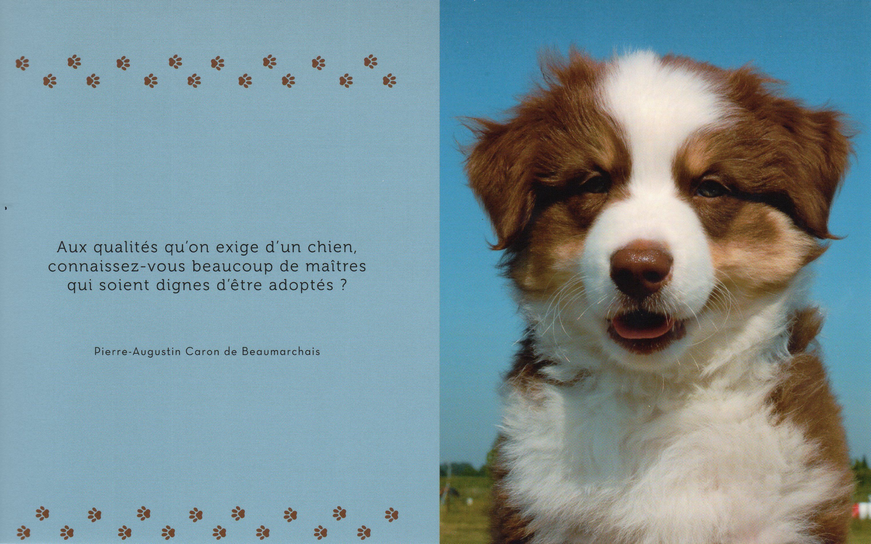 Citations et photos de chiens 777e10db