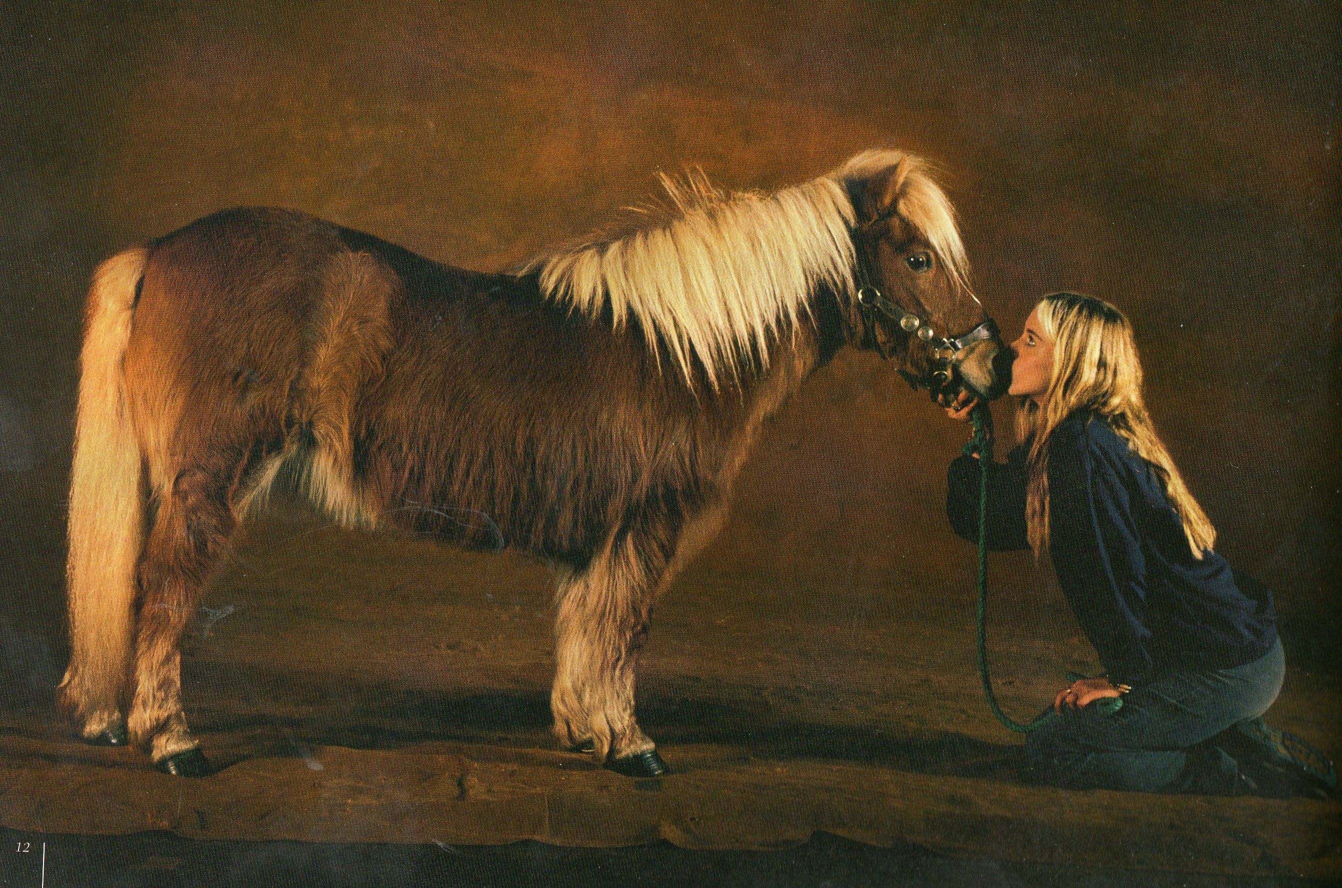 LE SHETLAND "FRANCAIS"(cheval) Aa272b6f