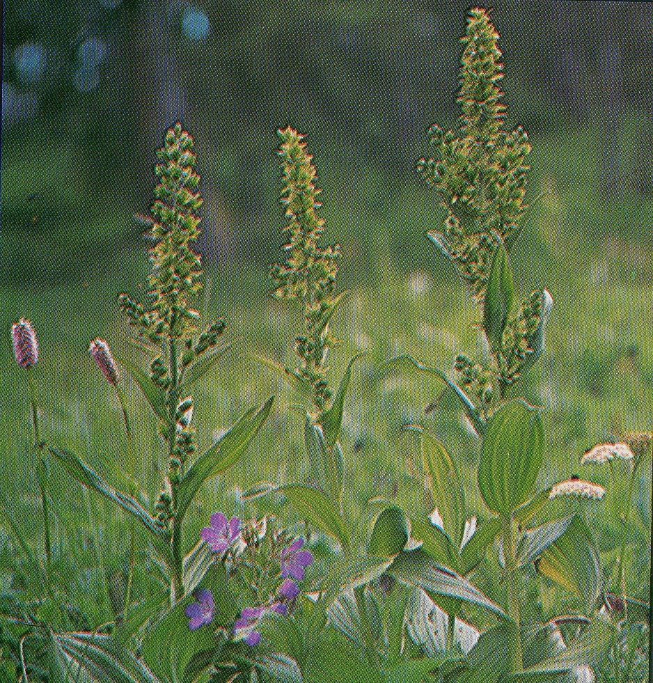 Vératre blanc (fleur)(photos,description) B251ce93