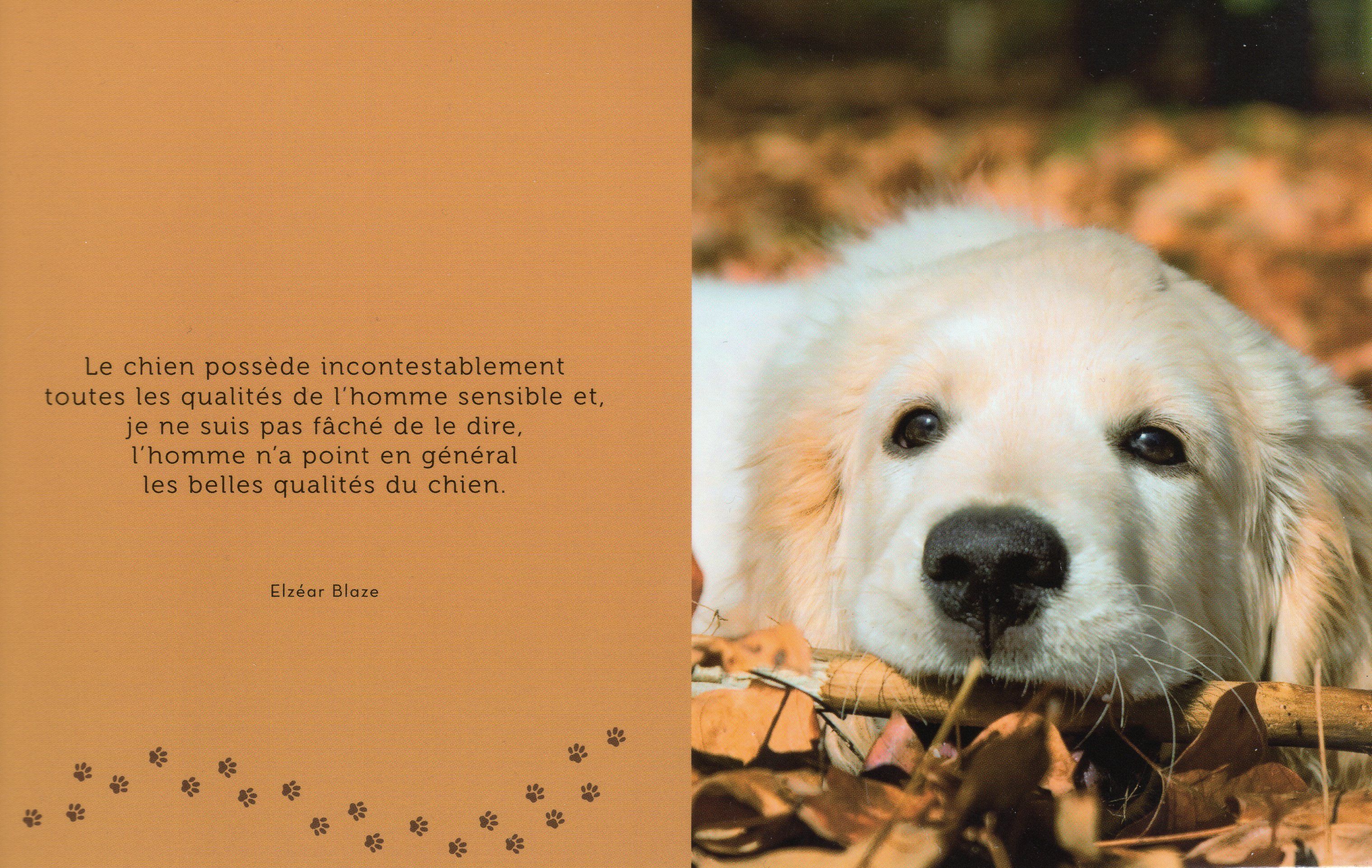 Citations et photos de chiens Dd92b9f4