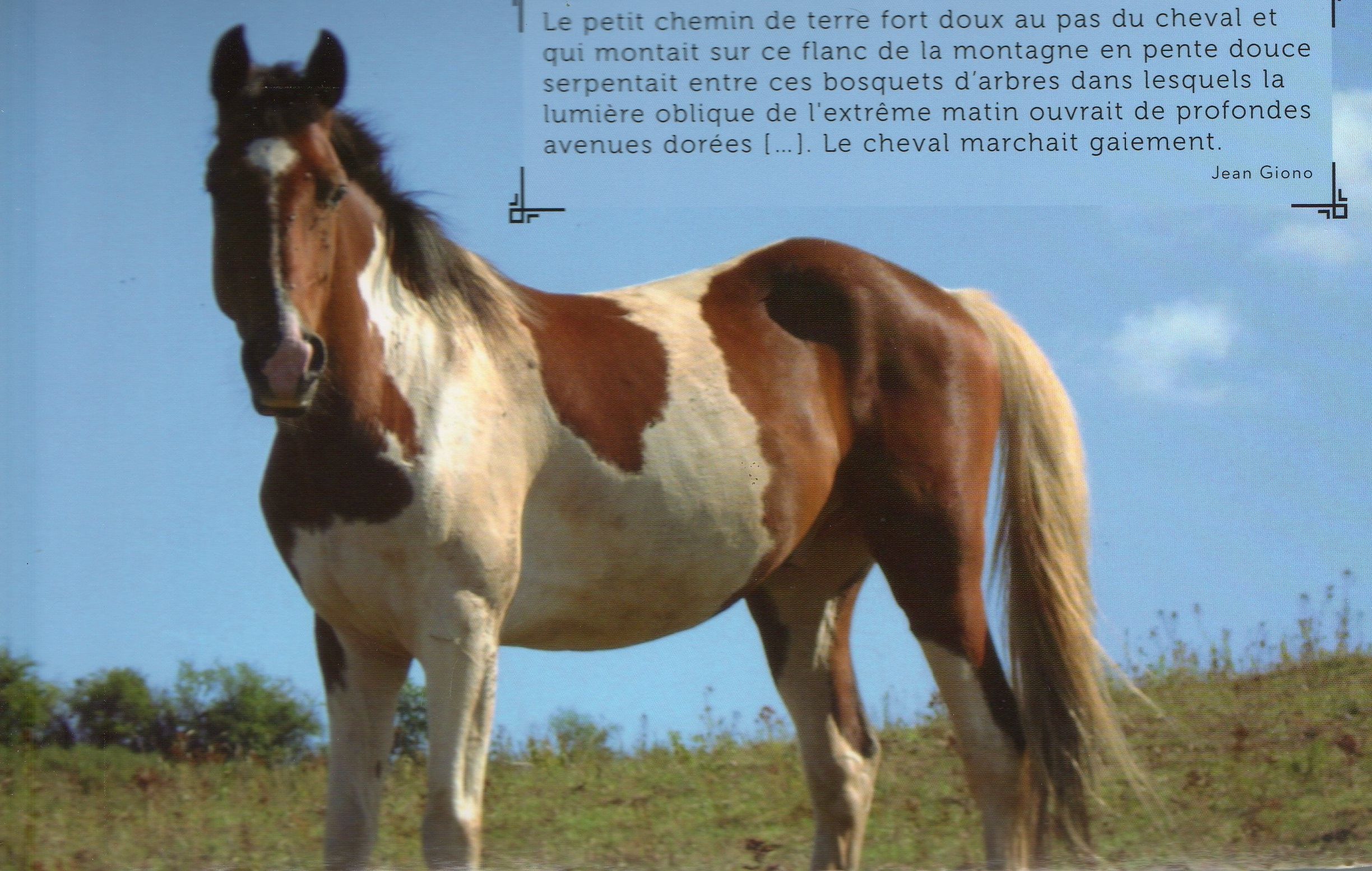 Citations avec chevaux E2671865