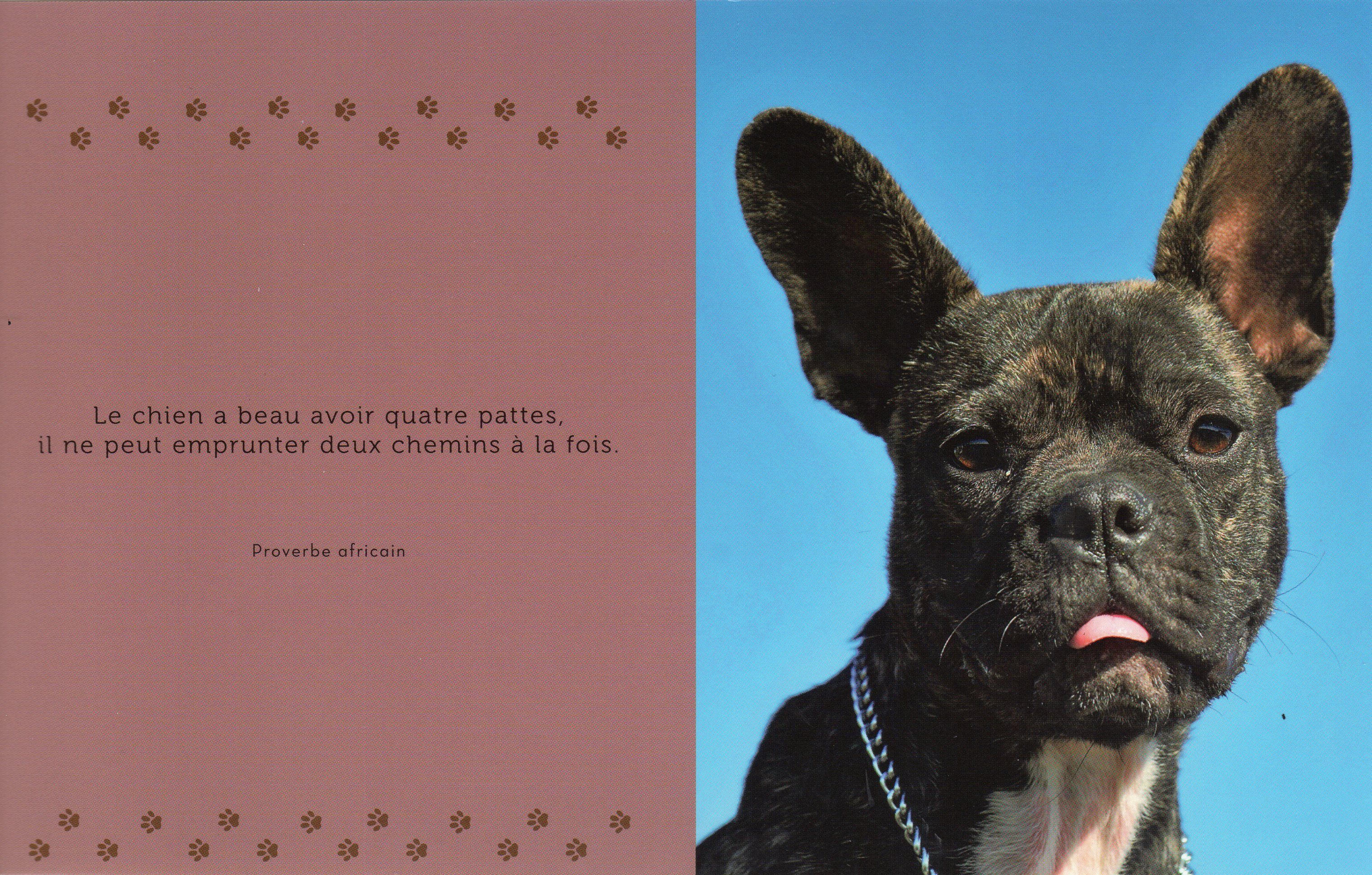 Citations et photos de chiens F9fd4179