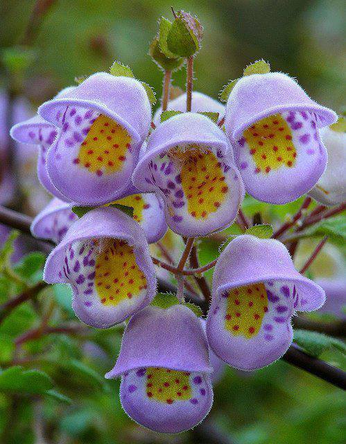 Belles photos de fleurs Fleur-rare-06