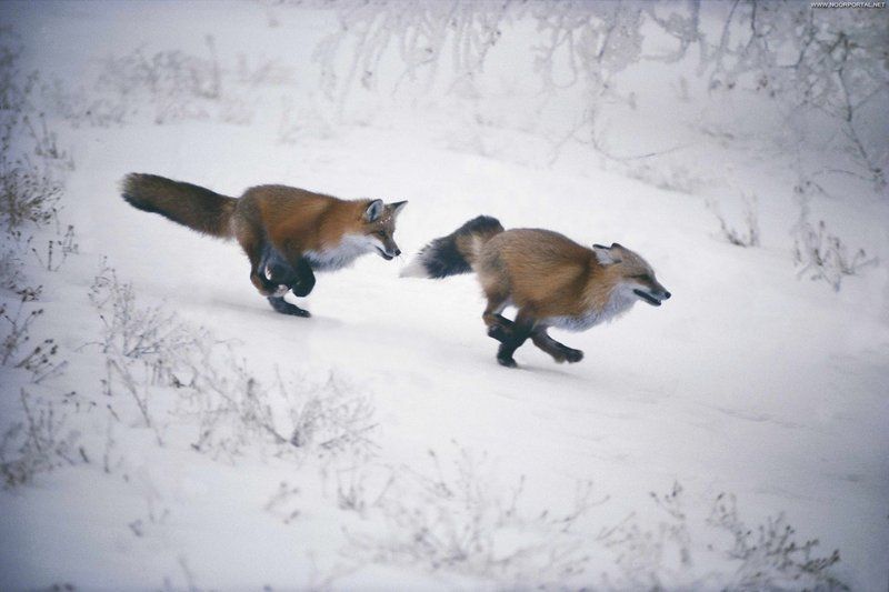 Les animaux sous la neige 3 (avec citations) Renards