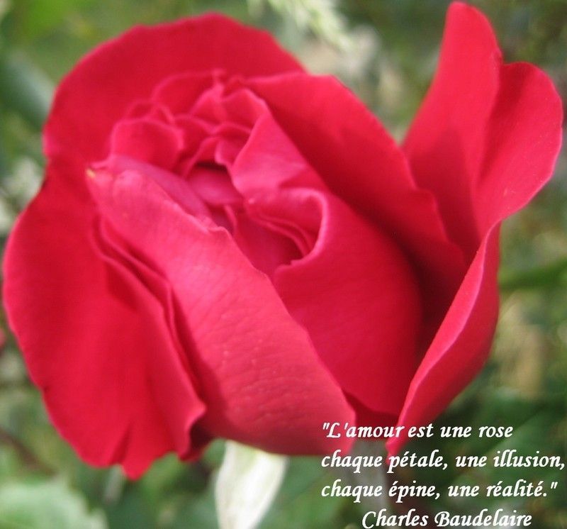 Citations sur: AMOUR (LES AMOUREUX)+AMOUR CHEZ L'HOMME ET LA FEMME (L') Rose-citation