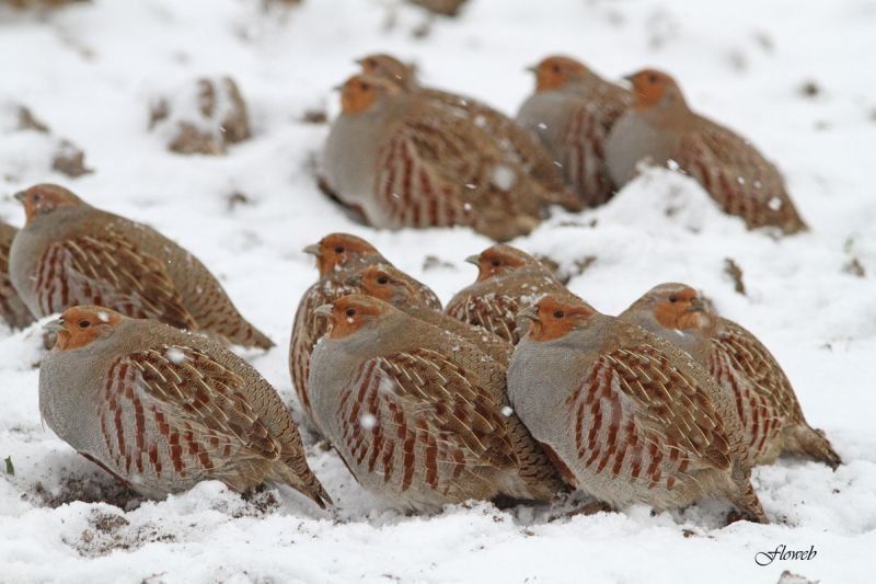 Les animaux sous la neige 3 (avec citations) Sous-la-neige-37