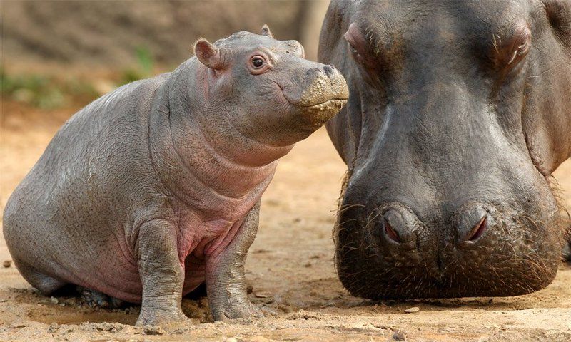 L'amour maternel chez les animaux 3(Très belles photos et citations) Unnamed-55