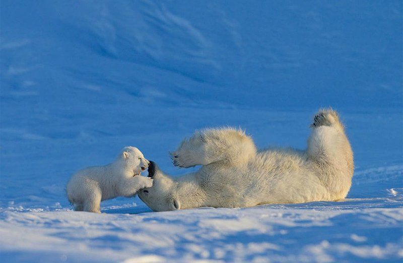 L'amour maternel chez les animaux 3(Très belles photos et citations) Unnamed-56