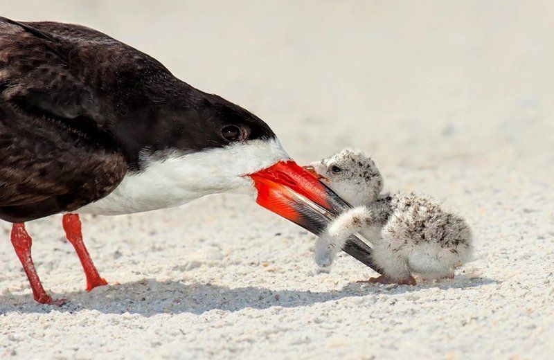 L'amour maternel chez les animaux 3(Très belles photos et citations) Unnamed-58