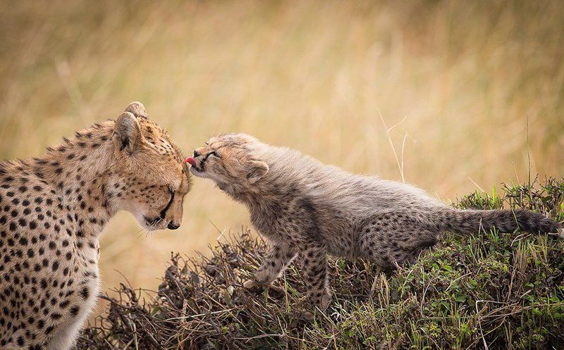 L'amour maternel chez les animaux 3(Très belles photos et citations) Unnamed-59